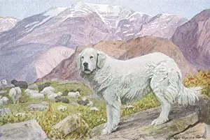 20th Century Pyrenean Sheep Dog Print