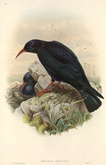 Pyrrhocorax pyrrhocorax, red-billed chough Pyrrhocorax pyrrhocorax, red-billed chough