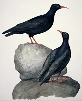 Pyrrhoxcorax pyrrhocorax, red-billed chough Pyrrhoxcorax pyrrhocorax, red-billed chough