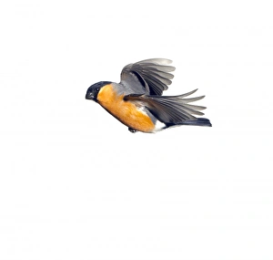 Pyrrhula pyrrhula, Eurasian bullfinch Pyrrhula pyrrhula, Eurasian bullfinch
