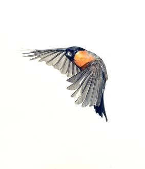 Pyrrhula pyrrhula, Eurasian bullfinch Pyrrhula pyrrhula, Eurasian bullfinch
