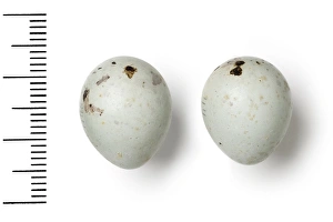 Pyrrhula pyrrhula, eurasian bullfinch eggs Pyrrhula pyrrhula, eurasian bullfinch eggs