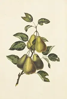 Prints of Illustration from Full Instructions for the Young Artist: a companion to the Treatises on Flowers and Birds 1817, by George Brookshaw George Brookshaw Prints: Pyrus communis, Conference Pears Print 1817