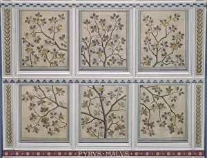 Natural History Museum Interior Prints: Pyrus malus, apple