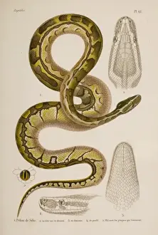 Prints of Hand coloured lithograph from final volume of Erpetologie Generale ou Histoire Naturelle complcte des Reptiles (1854) by A.M.C. Dumeril, G. Bibron, and A. Dumeril Reptile Prints: African Rock Python Print, Hand Coloured Lithograph