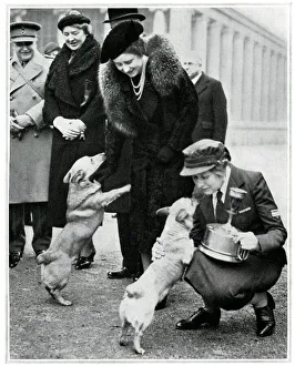 The Queen and Princesses corgis, inspection of YMCA canteen The Queen and Princesses corgis, inspection of YMCA canteen