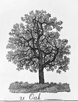 18th Century Print of Oak Tree, 1786