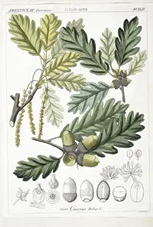Common Oak Tree Prints: Quercus robur, oak tree