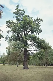 Oak Tree Prints: Quercus sp. oak