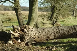 Fallen Oak Tree Print