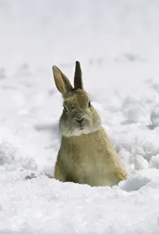 Wildlife Mammal Images Prints: Rabbit - in snow