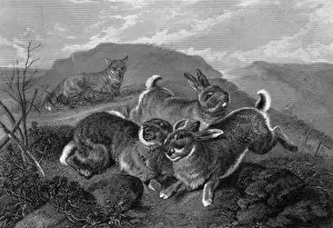 1870 Print: Rabbits and Fox, a Predatory Encounter