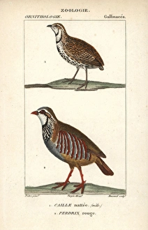 Rain quail, Coturnix coromandelica, and red-legged Rain quail, Coturnix coromandelica, and red-legged