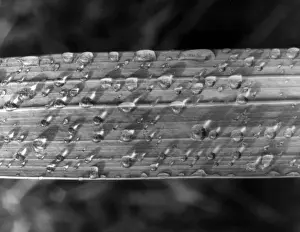 Raindrops On Leaves Prints: RAINDROPS