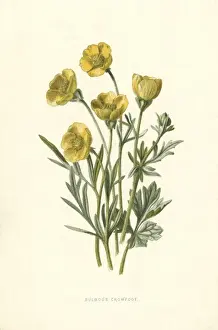 Ranunculus Bulbosus Prints: Ranunculus Bulbosus