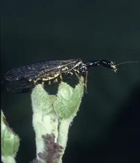 Raphidia sp. Snakefly Print - A Long Necked Insect Feeder