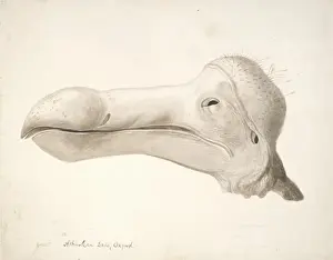 Raphus cucullatus, dodo Print - 19th Century Engraving