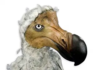 Mounted Specimen of the Dodo (Raphus cucullatus) Print