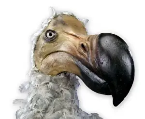 Mounted Specimen of Raphus cucullatus, the Dodo Print