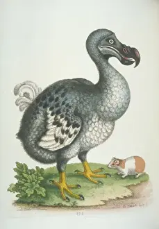 Hand-Coloured Dodo Print (1760)