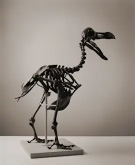 Prints of Skeleton of the extinct bird, the dodo (Raphus cucullatus) Pigeon Prints: Dodo Skeleton Print, Raphus cucullatus