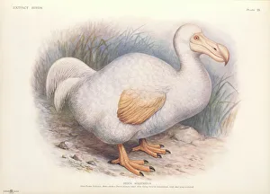 Raphus solitarius, Reunion white dodo Raphus solitarius, Reunion white dodo