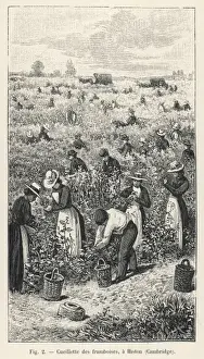 Britain Farming History Prints: Raspberry Picking / 1901