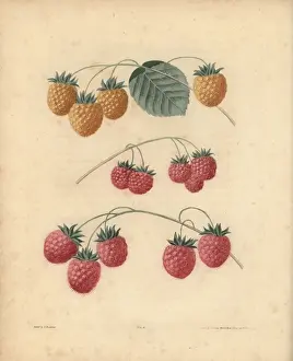 Historical Fruit Illustrations Prints: Raspberry varieties