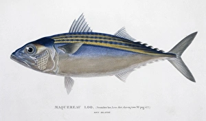 Rastrelliger kanagurta, Indian mackerel Rastrelliger kanagurta, Indian mackerel