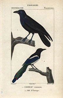 Raven, Corvus corax, and magpie, Pica pica Raven, Corvus corax, and magpie, Pica pica