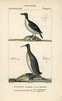 Razorbill, Alca torda, and emperor penguin Razorbill, Alca torda, and emperor penguin