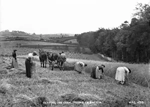 Early 1900s Print of Horse Drawn Reaper in Toome, Co. Antrim