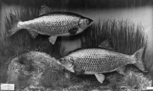 Prints of A World Record brace of roach fish, caught in Lambeth Reservoir, Surrey, England on 6 September 1938 by W. Penney. The top fish weighed 3lb 1 oz, the bottom fish 3lb 14 oz! Date: 1938 Roach Prints: World Record Roach Catch Print, 1938