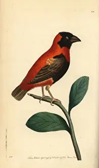 The Naturalists Miscellany Illustrations Prints: Red bishop bird, Euplectes orix