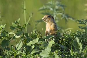 Red-cheeked Souslik - adult - observes surroundings Red-cheeked Souslik - adult - observes surroundings