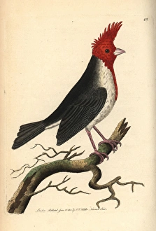 Red-crested cardinal, Paroaria coronata Red-crested cardinal, Paroaria coronata