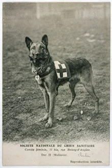<b class=qtipBold><figcaption>Red Cross Dog Waiting</figcaption></b><br>A Malinois (Belgian Shepherd Dog) trained for work as a French Red Cross dog. Duc II, stands ready for action<br><em>© Mary Evans Picture Library 2015 - https://copyrighthub.org/s0/hub1/creation/maryevans/MaryEvansPictureID/10084364</em> Red Cross Dog Waiting