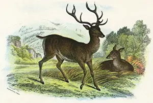 Victorian Era Animals Prints: RED DEER