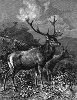 Red Deer - 2 (cervus elaphus) Print, circa 1860
