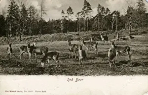 English Countryside History Prints: Red Deer, Unknown location