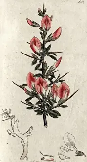 Early Botany Illustrations Prints: Red harrow