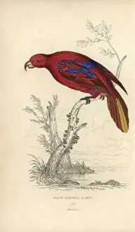 Handcolored Steel Engraving Prints: Red lory, Eos rubra