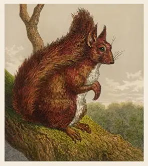 Historical Animal Prints Online Prints: Red Squirrel 19C