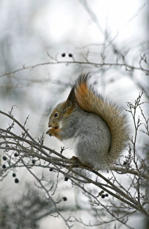Red Squirrel - feeds actively on frozen berries Red Squirrel - feeds actively on frozen berries