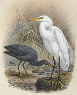 Reef Heron Matuku Moana, White Heron Kotuku Reef Heron Matuku Moana, White Heron Kotuku