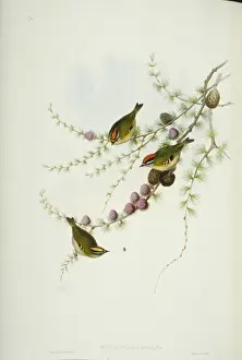 Great Britain Birds Prints: Regulus ignicapilla, firecrest