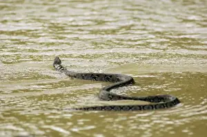 Prints of A Reticulated Python swims from a small freshwater-stream into a sea, to move between parts of island shore (Python reticulatus ) Sea Snake Prints: Reticulated Python Print: Tioman Island, Malaysia
