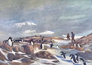 Early 20th Century Expeditions Prints: Return of the Penguins