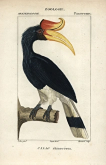Rhinoceros hornbill, Buceros rhinoceros, near threatened Rhinoceros hornbill, Buceros rhinoceros, near threatened