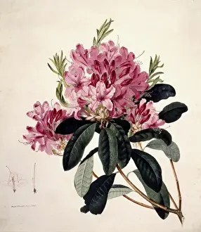 Watercolour Botanical Art Prints: Rhododendron sp